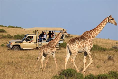 Cape Town Safari Tours - Hellotickets