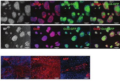 Characterization Of IPS Clone Derived From Oct4 TAT Substitution A