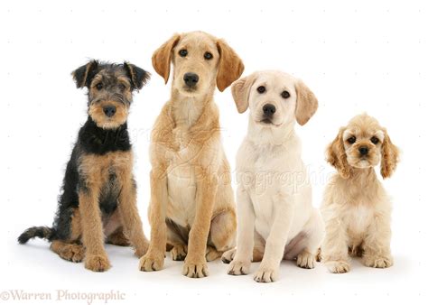 Four dogs sitting in a row photo WP39207