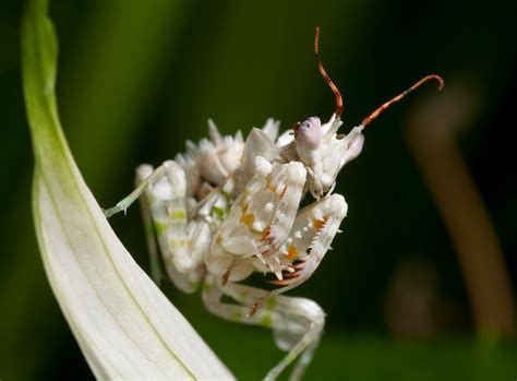 Spiny Flower Mantis Pseudocreobotra Wahlbergii Frupus Flickr