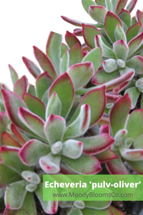 Succulent Names Cacti And Succulents Echeveria Summer Looks Tints