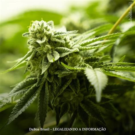 Eua Senadores Do Hava Aprovam Projeto De Lei De Maconha Para Uso