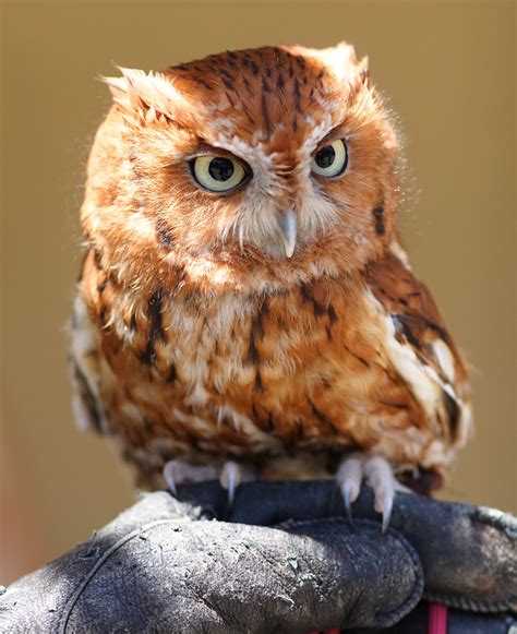 Otus Eastern Screech Owl A Photo On Flickriver