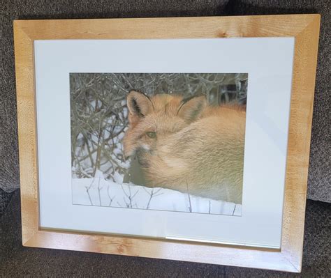 Framed Red Fox Birds Barks Beyond