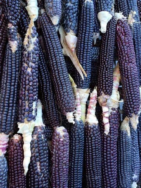 150 Black Aztec Corn Seeds Zea Mays Maiz Morado Ebay