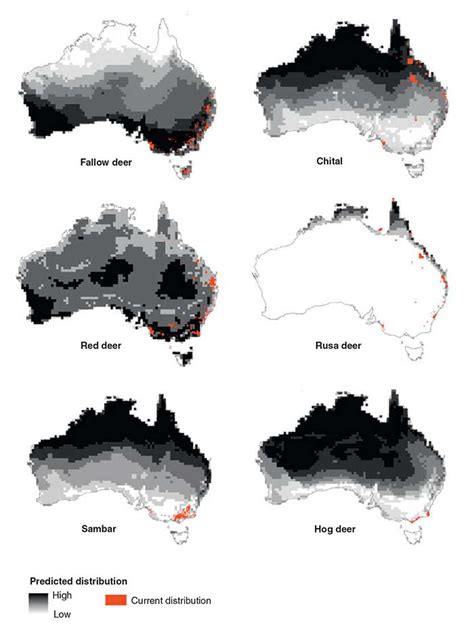 Feral Deer Could Occupy Nearly All Of Australia Invasive Species Council