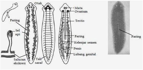 Penjelasan Tentang Filum Platyhelminthes Biologi Indonesia