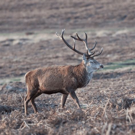 Wild Venison Haunch Joint Primal Meats