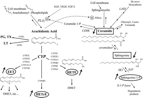 Role Of CYP Isozymes In The Biosynthesis Of Second Messengers Derived