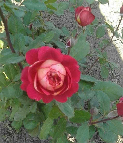 Доктор Массад | Flowers, Rose, Plants