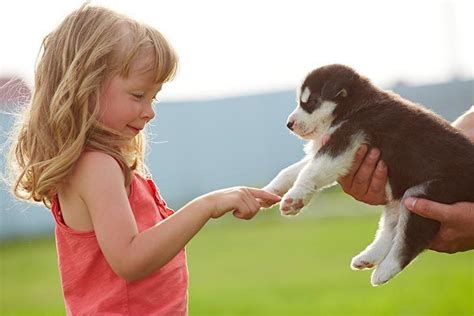 Puppy Socialization How To Socialize A Puppy Puppy Socialization