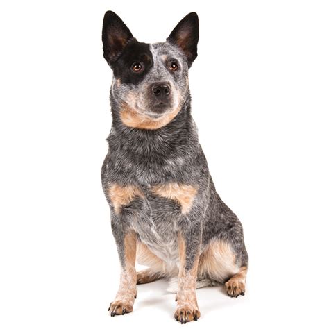 The Australian Cattle Dog | Modern Dog magazine