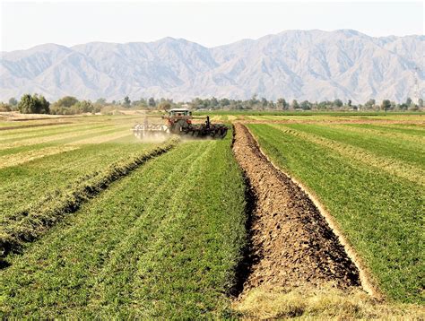 Cerca De 39 Mi Hectareas Sembradas De Alfalfa En El Valle De Mexicali