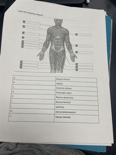 Muscle Test Pt Diagram Quizlet