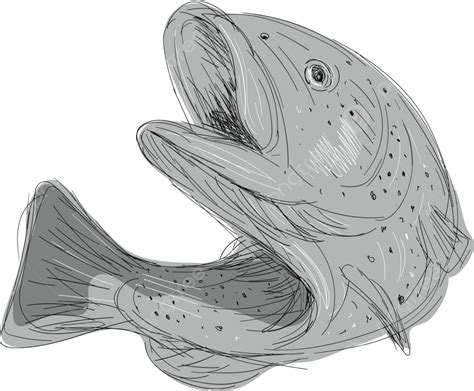 Cutthroat Trout Jumping Drawing Illustration Salmon Cutthroat Trout