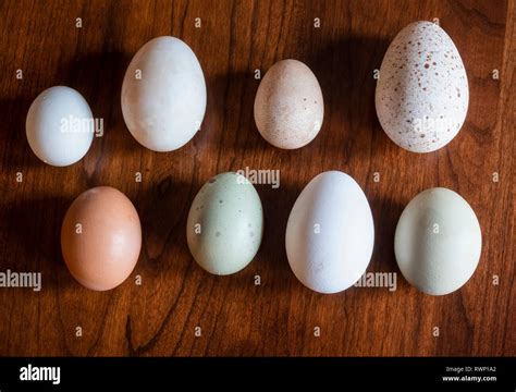 Bantam Eggs Hi Res Stock Photography And Images Alamy