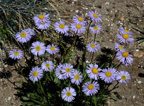 Erigeron Ursinus North American Rock Garden Society