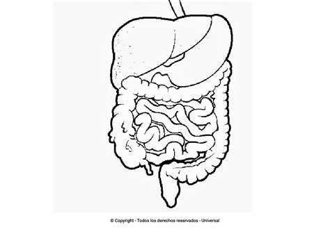 Colorear Humano Digestivo Estomago Partes Organs Cuerpo Pictogramas