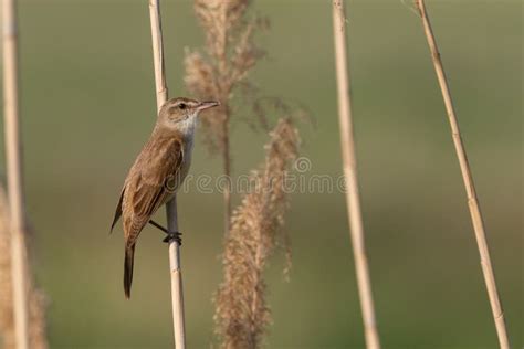 Great Reed Warbler. the Bird Sits on a Reed in the Habitat Stock Photo - Image of closeup ...