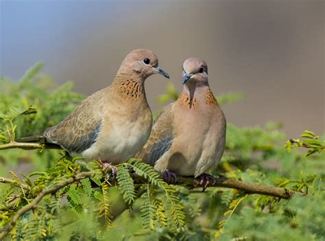 Laughing Dove - Owen Deutsch Photography