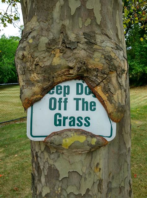 keep dogs off the grass... or... : r/pics