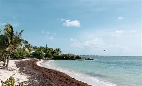 La Guadeloupe s attend à une année noire en matière d échouement de