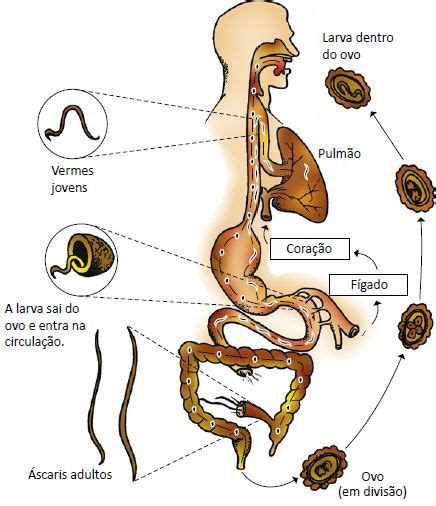 Ciclo De Vida Da Ascaridiase