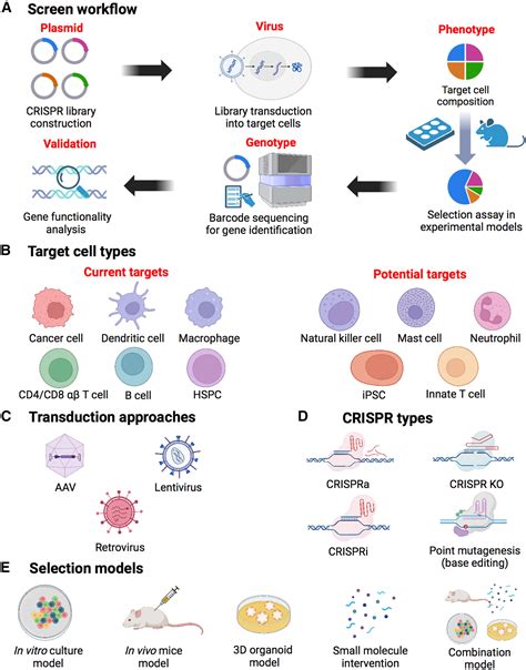 Advancements In CRISPR Screens For The Development Of Cancer