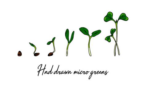 Mustard Seed Plant Life Cycle