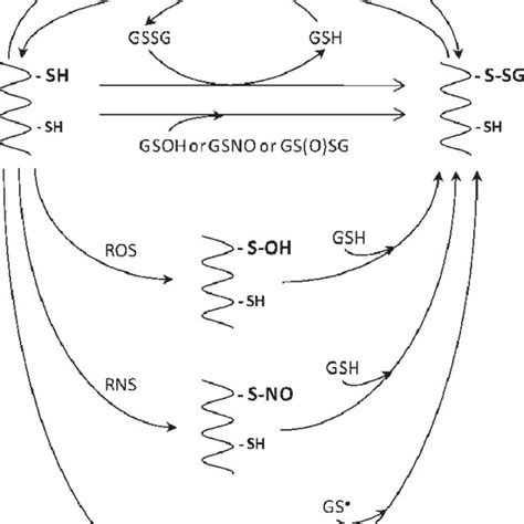 Major Mechanisms Of Protein Glutathionylation And Deglutathionylation