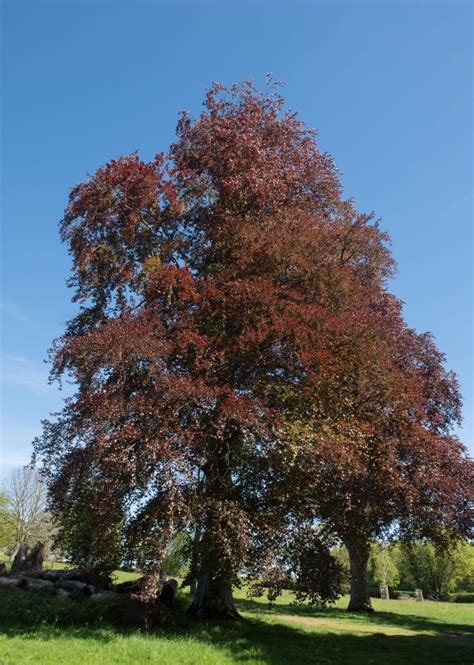 Fagus Purple Copper Beech 7 Pot Hello Hello Plants