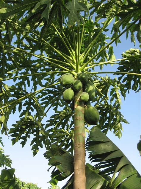 Papaya tree 1, photo files, #1323924 - FreeImages.com