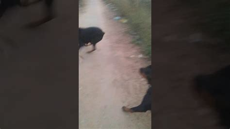 Rottweiler Vs Doberman Fight Youtube