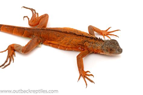 Red Iguana 2-1 | Outback Reptiles