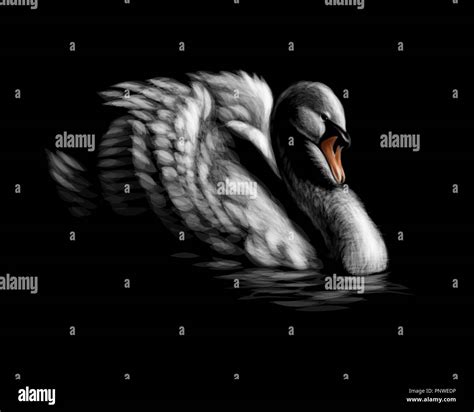 Retrato de un cisne mudo Imágenes vectoriales de stock Alamy