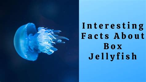 Interesting Facts About Box Jellyfish in 2022 | Fun facts, Facts ...