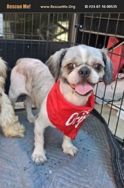 ADOPT 24071600535 Shih Tzu Rescue Los Angeles CA