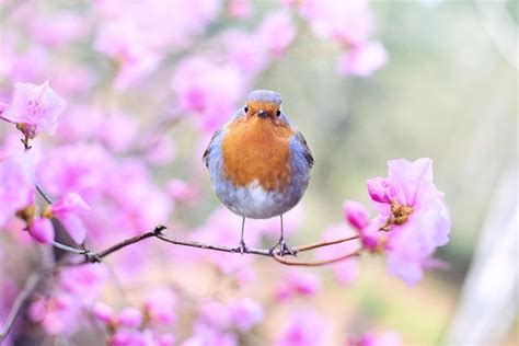 Bird Robin Spring - Free photo on Pixabay