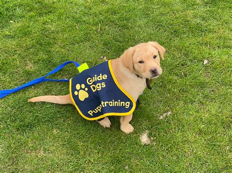 breed  dogs  guide dogs