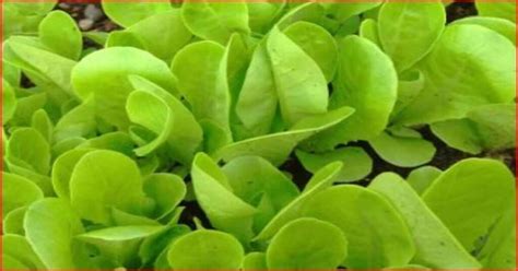 Little Gem Lettuce; How To Grow And Enjoy Variety Of Lettuce