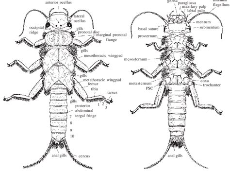 Stonefly Larvae Identification