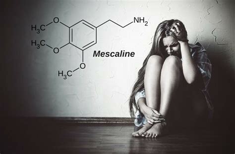 Mescaline And Peyote Definition Uses Effects Dosage Addiction Drug Test Drugs Details