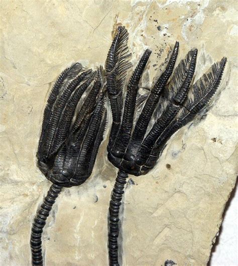 About Crinoids - FossilEra.com