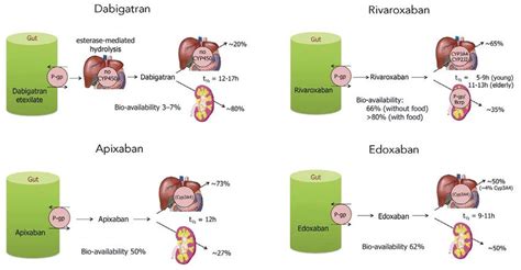 Ehra Practical Guide On The Use Of New Oral Anticoagulants In Patients