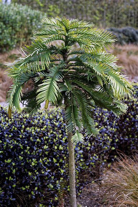 Top 10 Most Mysterious Desert Plants In The World - The Mysterious World