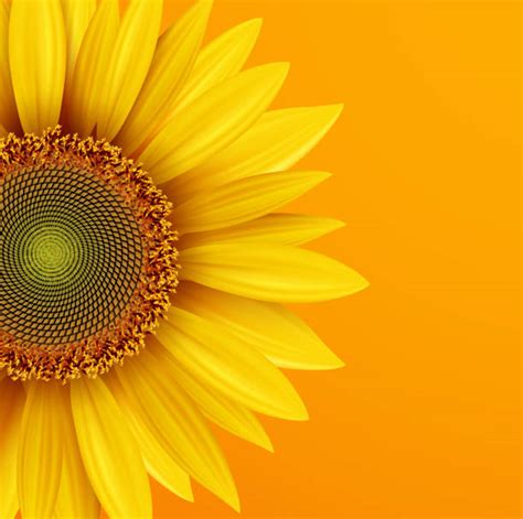 Orange Sunflower Illustrations, Royalty-Free Vector Graphics & Clip Art ...