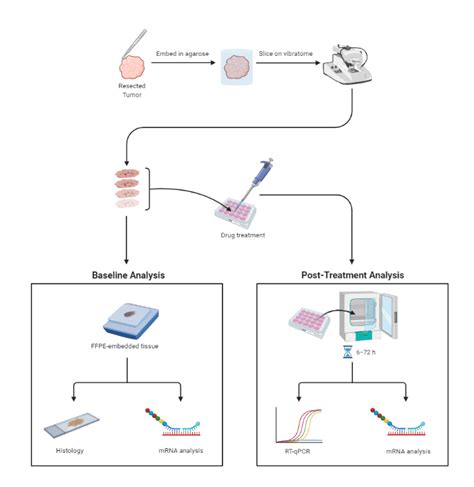 Tumor Tissue Analysis Workflow Biorender Science Templates