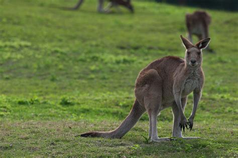 10 Facts About Marsupials