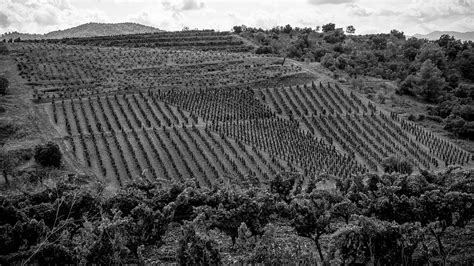 Cal Batllet Vins De Vila De Gratallops Calbatllet Cat