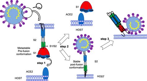 Covid 19 Drug Targets And Potential Treatments Journal Of Medicinal